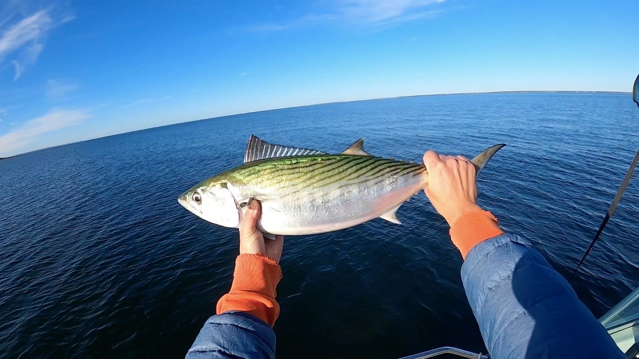 CAPE COD FISHING: Striped Bass, Bonito, and Bluefish