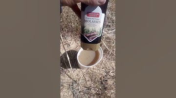 Organic pest trap for grasshoppers and slugs