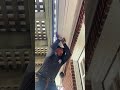 Green’s Rain Gutters Professional Installation & Extra Cable Fix, Amazing Job! 雨水槽专业安装, 太棒了!
