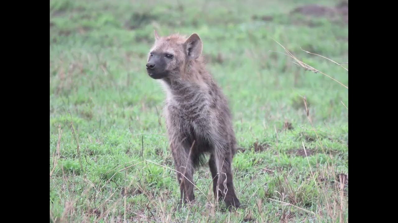 Great moment on safari in Southern Serengeti with  CATS WONDER ADVENTURE.