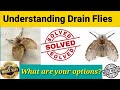 Drain Flies: Understanding Drain Flies problem. Know our options to solving the problem.