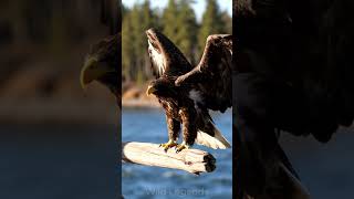 🦅 BALD EAGLE — THE PERFECT HUNTER🎯 Why the Most Powerful Hunter Often Chooses NOT to Strike
