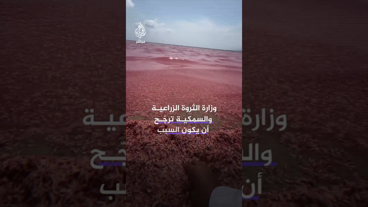 نفوق كميات روبيان كبيرة على شاطئ مرباط في ظفار جنوب عُمان.. والسلطات ترجّح أسباباً طبيعية ومناخية