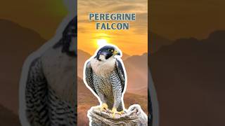 Peregrine Falcon  Pure Nature Sounds