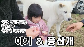 풍산개 & 아기 / 약한 아기에게는 풍산개가 어떻게 대할까? 전원주택의 캠핑 How will Poongsan Dog treat a weak baby?