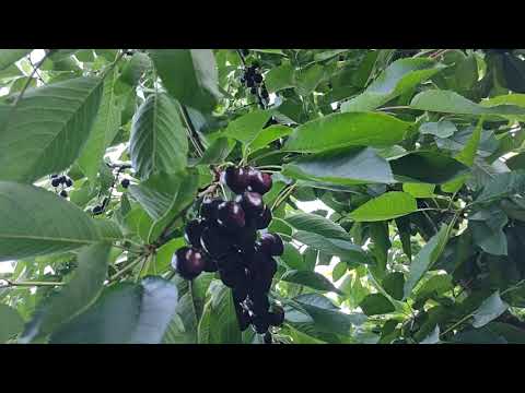 Video: Ano Ang Attika Cherries – Lumalagong Attika Cherries Sa Bahay