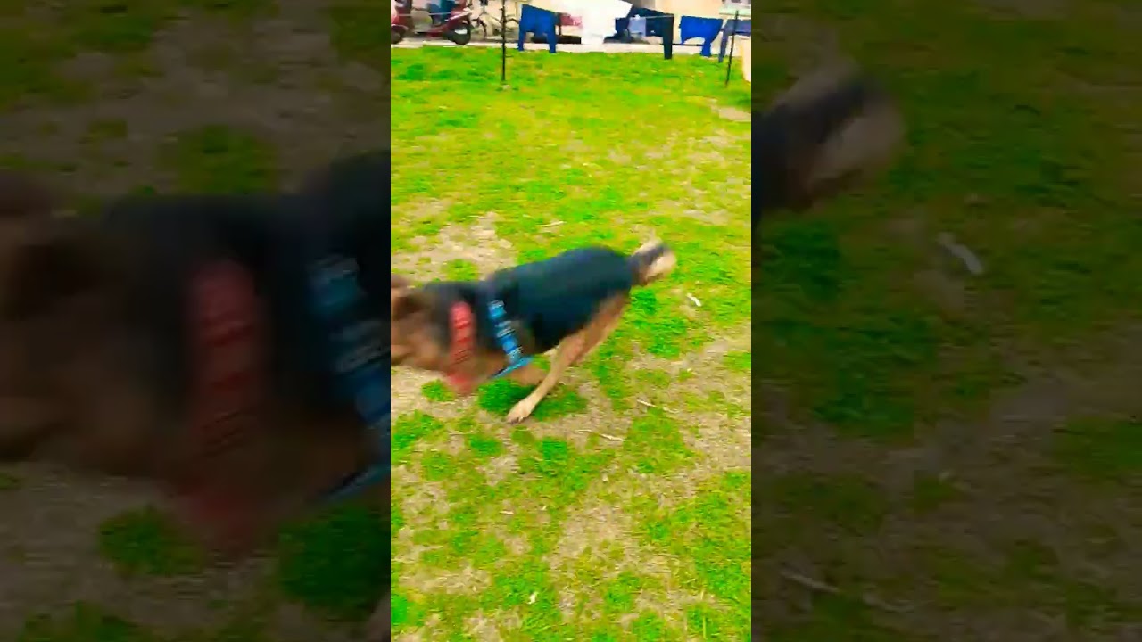 Fun Facts About About Dog/ Cute Funny Dog Royal 