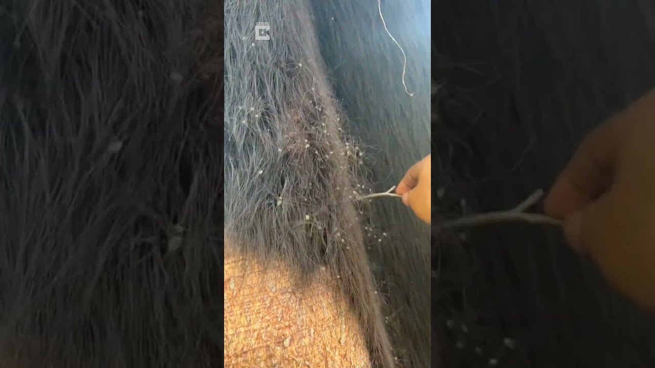 Tree Made Out Of Spiders Nature Shorts
