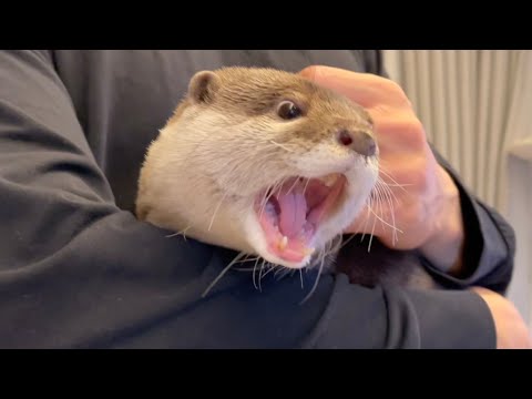 ?????????????????? Until the otter in my arms fell asleep.