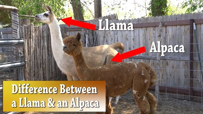 Alpacas vs Llamas: What's the Difference? – PAKA®