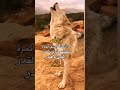 اقوى تصميم ياذيب يامشتكي الحال 