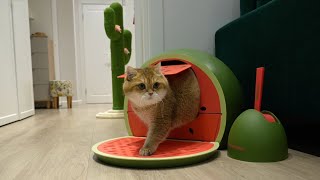 This VETRESKA watermelon is not edible! by Hosico Cat 14,868 views 5 months ago 1 minute, 26 seconds