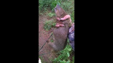 Chồn đèn phá bẫy rắn (Ferret escape the trap snakes)