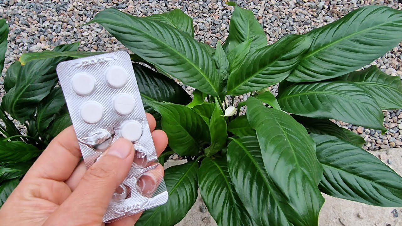 ÇİÇEK COŞTURAN😉BİR TANE VERDİM ÇİÇKLEREİM CANLANDI