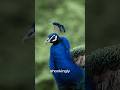 Don’t buy the sony 400-800 without watching this! #aarzookhurana #wildlens #photography #gearreviews