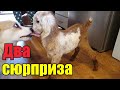 Утро началось не с кофе❗》Срочные роды》Красивая коровка》Рукодельницы》Хлев в доме