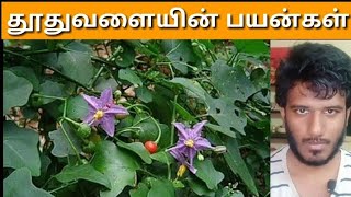 Thoothuvalai cleaning / picking and benefits / theharishtalks