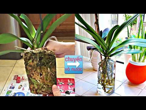 Cách chuyển Lan Hồ Điệp vào nuôi trong nước - water culture | Jennifer Huynh vlog | Foci