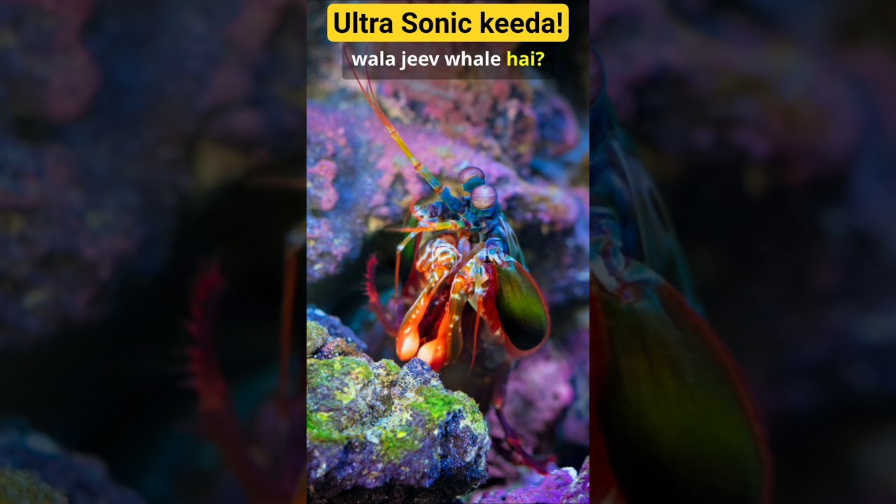 Title: Woodpecker ka 'Bulletproof' Dimaag! 🧠🐦 #Nature #Facts