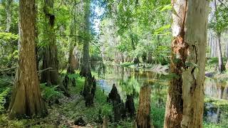 Shingle Creek Management area trail and walking path. Orlando, Florida.