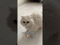تفرجو اش عمل بحركاتو Funnycat اكسبلور قطط 