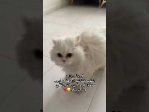 تفرجو اش عمل بحركاتو  اكسبلور قطط