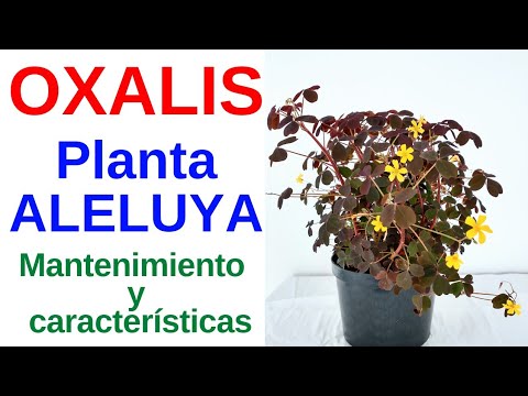 Vídeo: Oxalis (62 Fotos): Descripció D’oxalis, Tuberculoses I D’altres Espècies. És Possible Trasplantar Una Flor A L’hivern? Com és La Planta? La Seva Relació Amb El Vent I La Llum