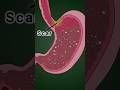 ASMR: Acid Reflux #shorts#3d#animation#asmr#asmrsounds#acidreflux
