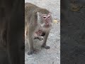 Baby Monkey Feeding شیر خوردن بچه میمون 