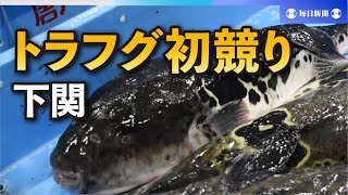 トラフグ初競り「ええか、どうか」　山口・下関「寒い冬に期待」