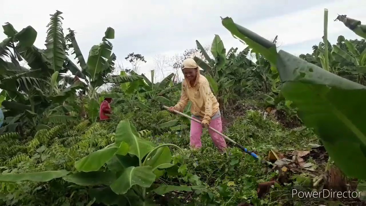 Workers @ Banana farm in the Philippines / trabahador sa sagingan - YouTube
