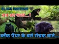 #BlackPanthar #cheetah | ब्लॅक पँथर के बारे मे रोचक बाते | black panthar ki kahani |