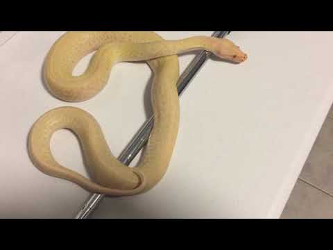 Episode 105 New burmese python