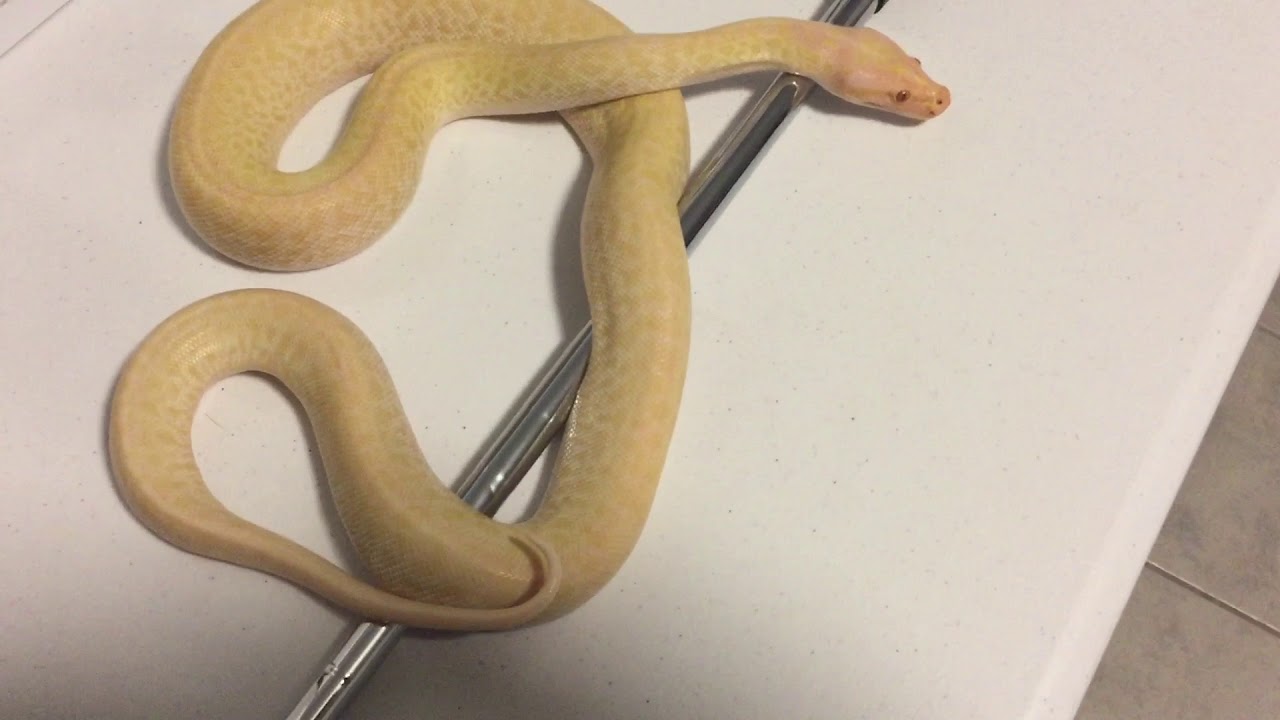 Episode 105 New burmese python - YouTube