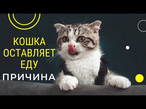 Почему кошки оставляют еду?!