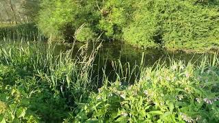 Chub Carp Coarse Fishing Paradise Whetmead Nature Reserve Witham Essex