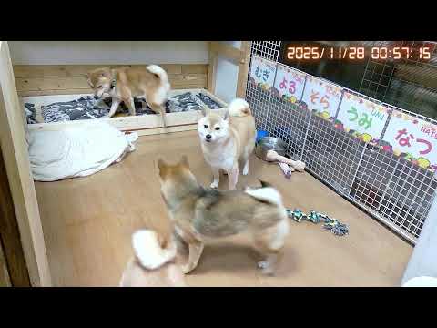 柴犬なつファミリー生配信【生後1歳＋79日】セカ主が恋しい柴！今夜会えるよ！！
