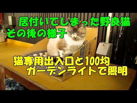 居付いている野良猫に猫ボックス設置 - YouTube