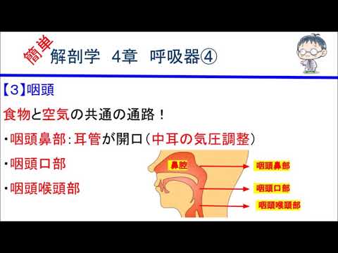 簡単解剖学　4章　呼吸器④(咽頭)