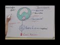The Journey of Ovarian Follicle Development✨