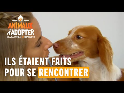 Vidéo: Conseils de chien de retour à l'école d'un formateur