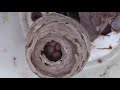 Bald Faced Hornet Time lapse nest Yellow Jacket Nest