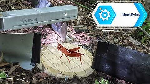 Wildlife Watcher - A smart camera to monitor wildlife