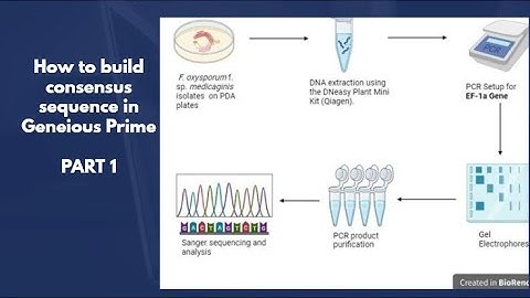 Building consensus sequence in Geneious Prime Part 1 (DNA extraction, PCR, and Sanger sequencing)