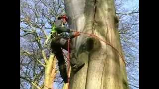 Beech tree felling, Knutsford, Day 2 - rctree.ca - Tree services Victoria BC