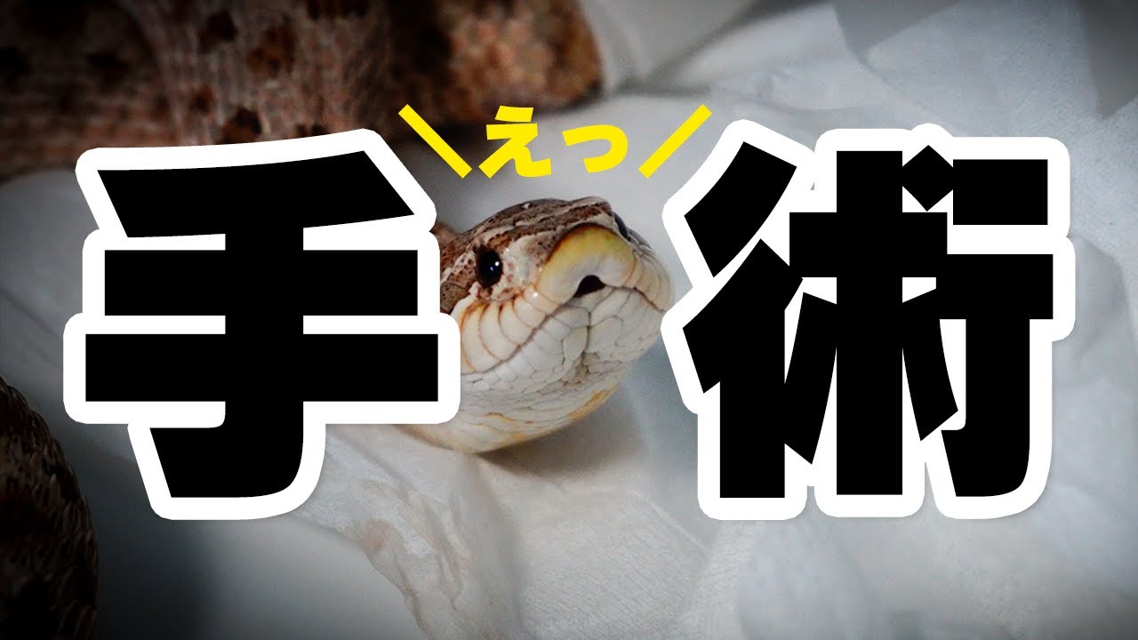 セイブシシバナヘビの手術 手術後の様子と手術費用 病理組織検査の結果 爬虫類 セイブシシバナヘビ Youtube