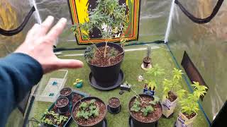 Blüte einleiten! Marshydro Zusatzlampen IR, DEEP RED & UV erster Test. #cannabis #indoor #420