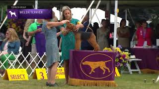 Welsh Terriers | Breed Judging 2022