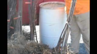 Using Hydrogel       Storage of Bareroot Trees 6 8 ft tall