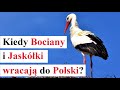 Kiedy BOCIANY i Jaskółki wracają do POLSKI